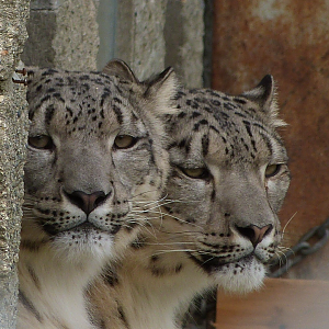 Snow Leopards