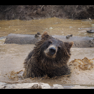 Grizzly Bear “Cub”