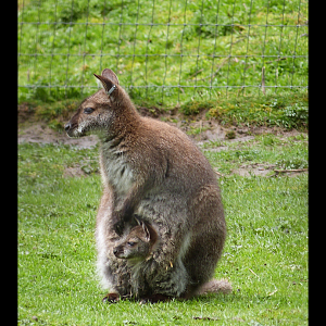 Red-necked Wallaby (and Joey)