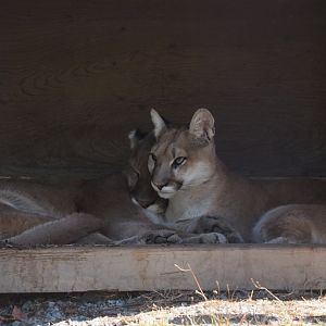 Rocket & Rosie (Cougars)