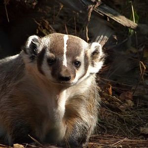 American Badger