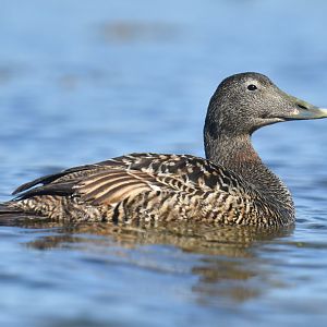 Common eider (Somateria mollissima)