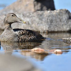 Common eider (Somateria mollissima)