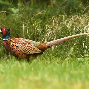 Common Pheasant Phasianus colchicus