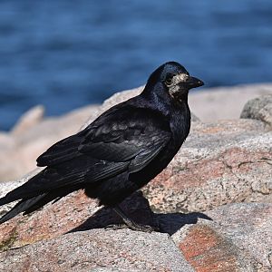 Rook Corvus frugilegus