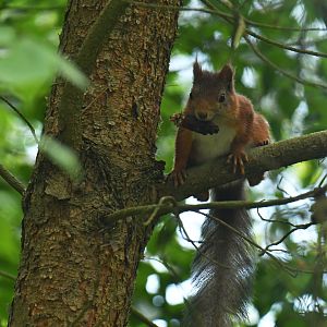 Red squirrel (Sciurus vulgaris)
