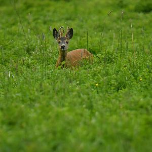 European roe deer (Capreolus capreolus)