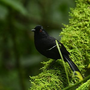 White-shouldered Fire-eye Pyriglena leucoptera