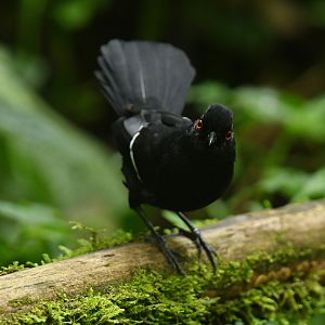 White-shouldered Fire-eye Pyriglena leucoptera