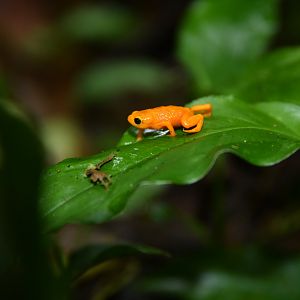 Brachycephalus ephippium