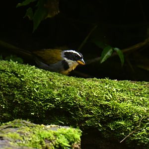 Half-collared Sparrow Arremon semitorquatus