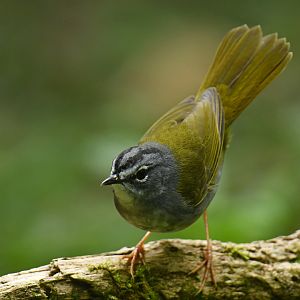 White-browed Warbler Myiothlypis leucoblephara