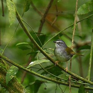 White-browed Warbler Myiothlypis leucoblephara