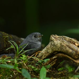 Rock Tapaculo Scytalopus petrophilus