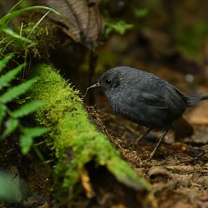 Mouse-colored Tapaculo Scytalopus speluncae