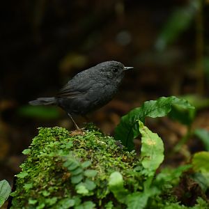 Mouse-colored Tapaculo Scytalopus speluncae