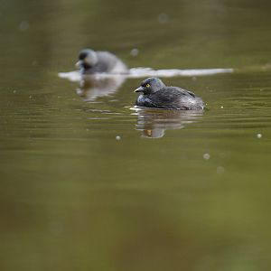 Least Grebe Tachybaptus dominicus