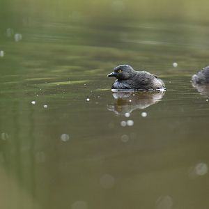 Least Grebe Tachybaptus dominicus