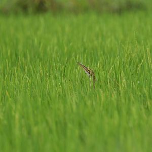 Pinnated Bittern Botaurus pinnatus