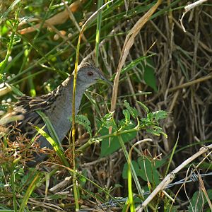 Ash-throated Crake Mustelirallus albicollis