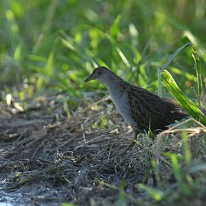 Ash-throated Crake Mustelirallus albicollis