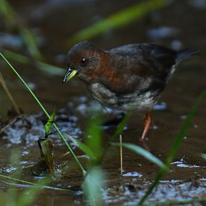 Red-and-white Crake Laterallus leucopyrrhus