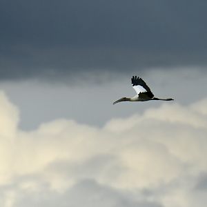 Wood Stork Mycteria americana