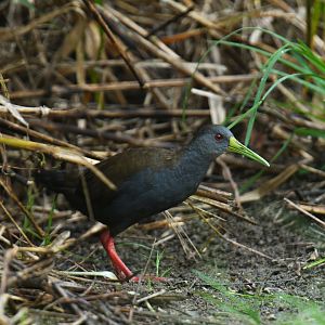 Blackish Rail Pardirallus nigricans