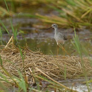Lesser Yellowlegs Tringa flavipes