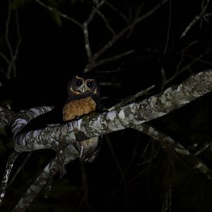 Tawny-browed Owl Pulsatrix koeniswaldiana