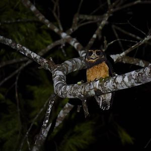 Tawny-browed Owl Pulsatrix koeniswaldiana