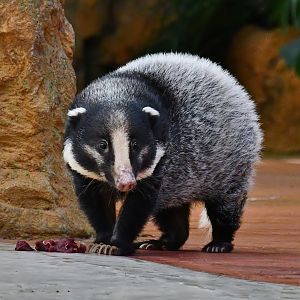 Greater Hog Badger (Arctonyx collaris)