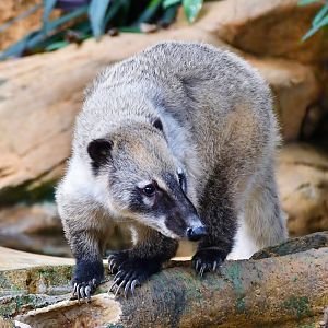 Brown-nosed Coati (Nasua nasua)