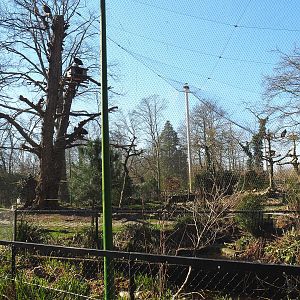 Cinereous vulture, Western Eurasian griffon vulture and Red-billed chough aviary, 2022-03-08