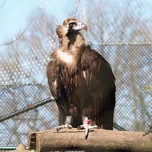 Cinereous vulture (Aegypius monachus), 2022-03-08