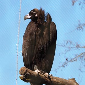 Cinereous vulture (Aegypius monachus), 2022-03-08