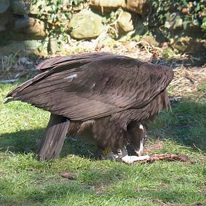 Cinereous vulture (Aegypius monachus), 2022-03-08
