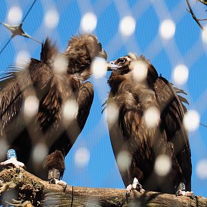 Cinereous vultures (Aegypius monachus), 2022-03-08