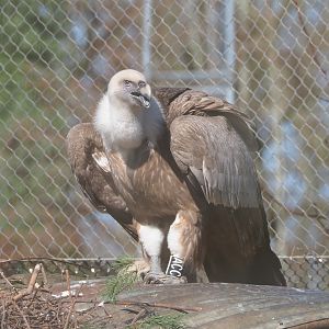 Western eurasian griffon vulture (Gyps fulvus fulvus), 2022-03-08