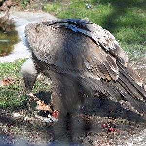 Western eurasian griffon vulture (Gyps fulvus fulvus), 2022-03-08