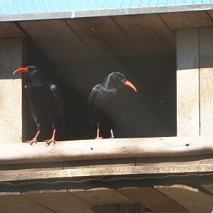 Red-billed choughs (Pyrrhocorax pyrrhocorax), 2022-03-08