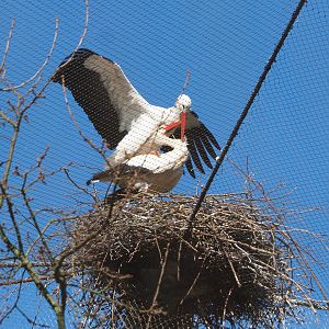 Mating European white storks (Ciconia ciconia ciconia), 2022-03-08