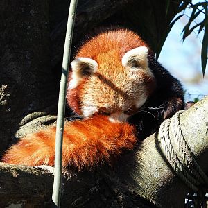 Nepalese red panda (Ailurus fulgens), 2022-03-08