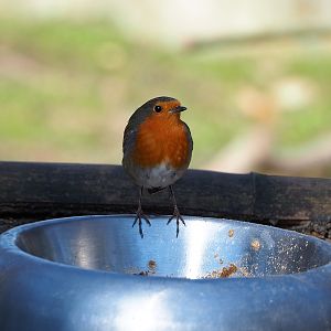 Wild European robin (Erithacus rubecula), 2022-03-08