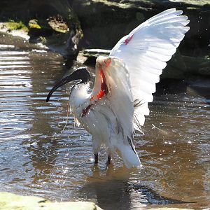 Oriental white ibis (Threskiornis melanocephalus), 2022-03-08