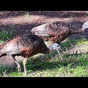 Gobble! Gobble! Gobble! - YouTube