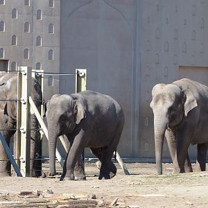 Asian elephants (Elephas maximus), 2022-03-08