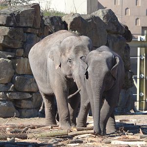 Asian elephants (Elephas maximus), 2022-03-08