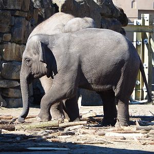 Young Asian elephant (Elephas maximus), 2022-03-08