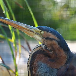 Purple heron (Ardea purpurea), 2022-03-08